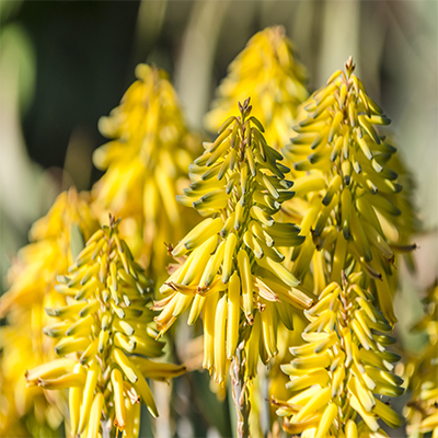 Aloe Blossom