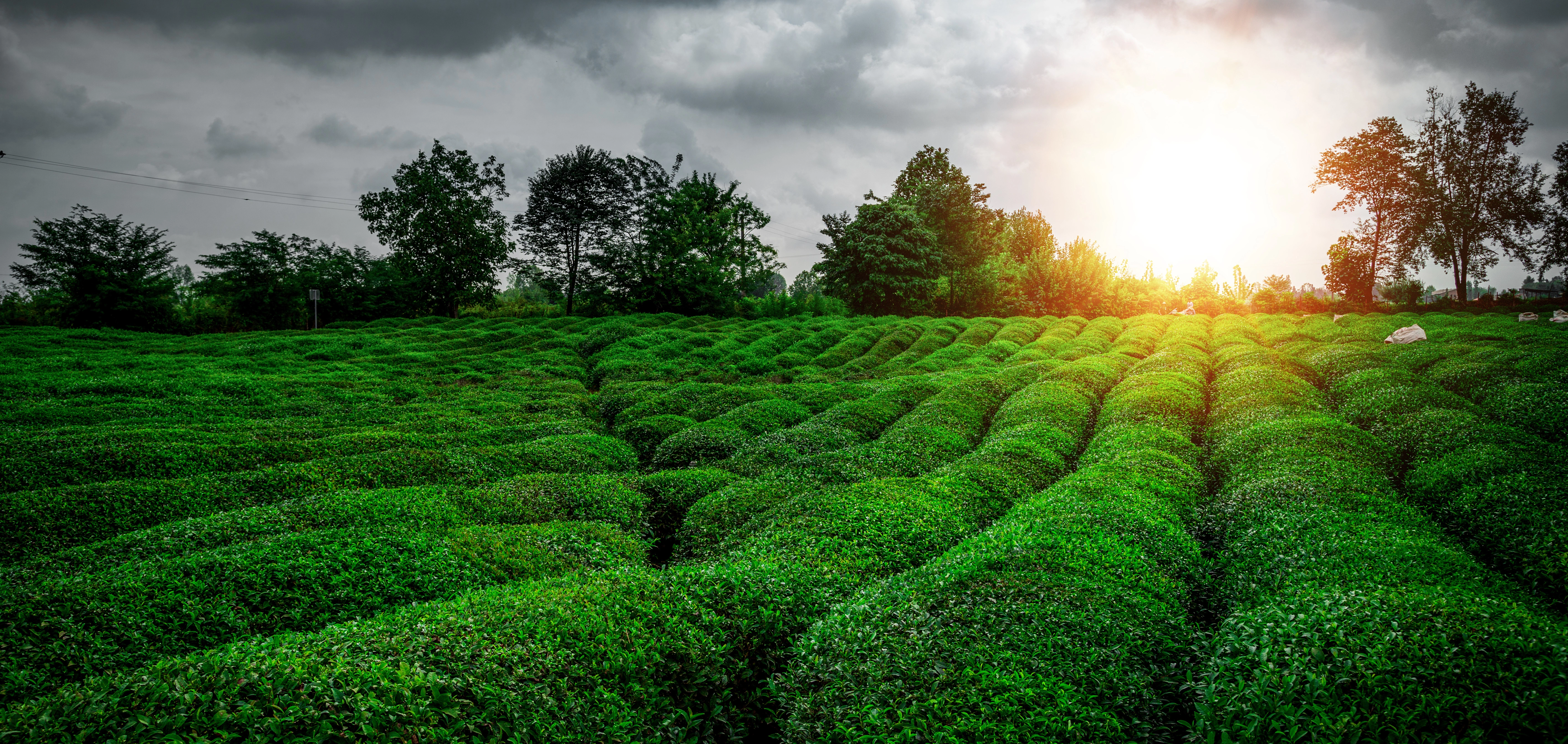 Premium herbal teas by Newsha, crafted for wellness, relaxation, and sustainability