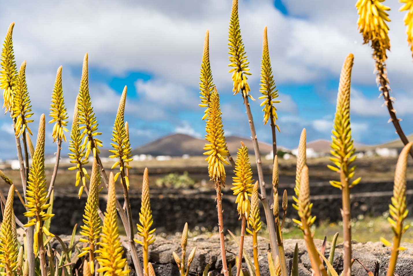 The aloe blossoms are produced in summer on a spike up to 90 cm in height, each blossom pendulous, with a yellow tubular corolla. 