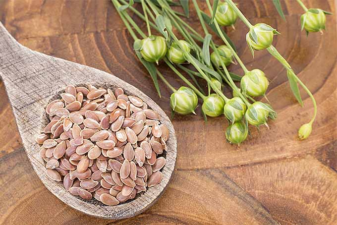 Flaxseeds in a wooden spoon. Fruit is a 6-8 mm long capsule with an almost globular shape on an erect or slightly bent stem. The capsule has 10 seeds.