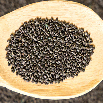 A wooden spoon filled with small purslane seeds, showcasing their round shape and earthy tones.