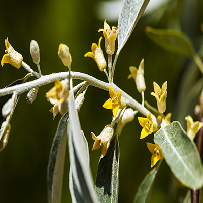 A branch of an oleaster tree adorned with vibrant yellow flowers against a blurred background.