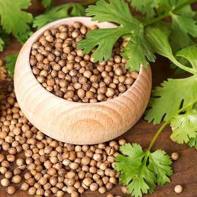 A close-up of coriander seeds mixed with bright green cilantro leaves