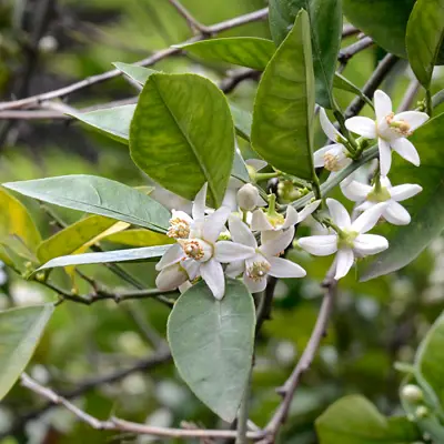 A bitter orange tree displaying vibrant flowers and lush green leaves in a sunny environment.