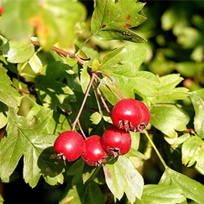 Close-up image of bright red hawthorn  on a tree, highlighting their rich color and surrounding foliage.