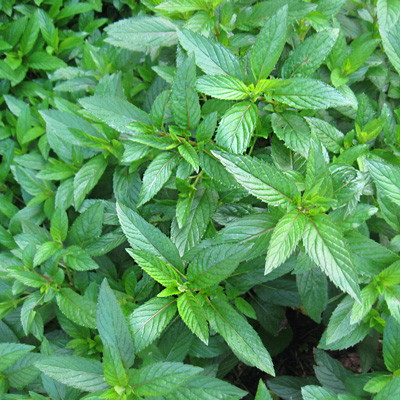 Close-up image of peppermint leaves, emphasizing their fresh appearance.