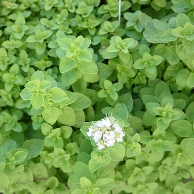  A close-up of a thyme flower showcasing its white center and soft, surrounding petals.
