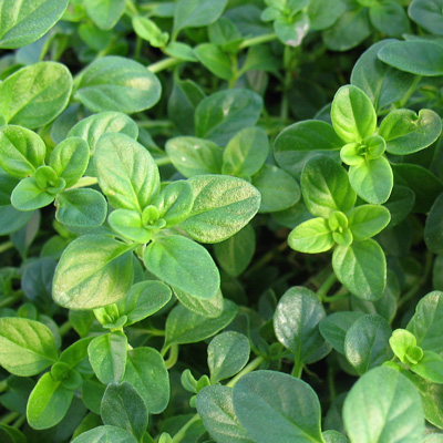 Detailed view of marjoram leaves, highlighting their lush green color and texture.