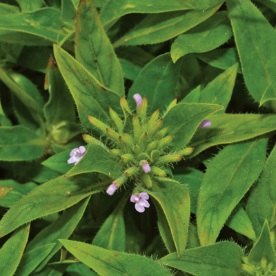 Close-up image of Ziziphora with rich purple flowers, highlighting the plant's intricate details.