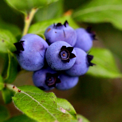 Clusters of blueberries on a tree, partially obscured by green leaves, illustrating the fruit's development in nature