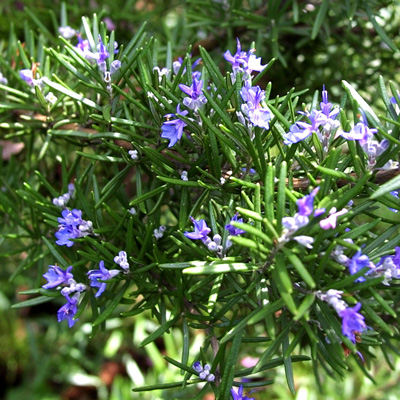 This image depicts rosemary, a fragrant herb, originally found in the eastern Mediterranean region.
