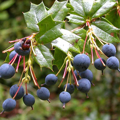  A cluster of Black Barberries, showcasing their vibrant color and natural texture against a neutral background.