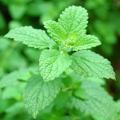 Close-up image of Melissa leaves, featuring rich green color and distinct leaf patterns