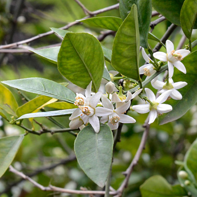 A bitter orange tree displaying vibrant flowers and lush green leaves in a sunny environment.