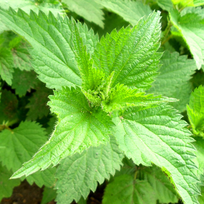 Close-up of Stinging Nettle, featuring rich green leaves that display intricate patterns and textures