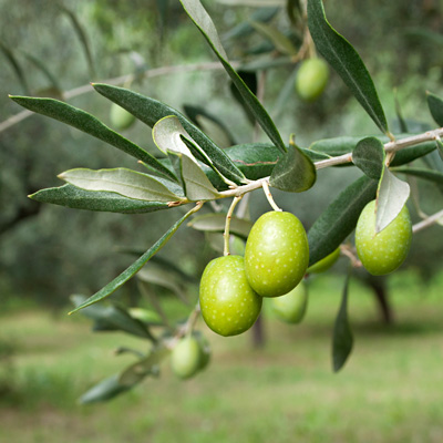 naturwissenschaft olivenblatt sheamoisture
