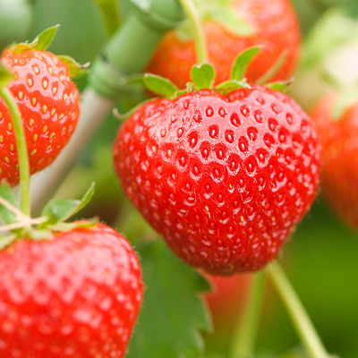 A close-up image of a group of strawberries, emphasizing their juicy red surface and leafy green tops.