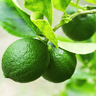 Close-up of a cluster of green Persian limes, showcasing their textured skin and vibrant color.