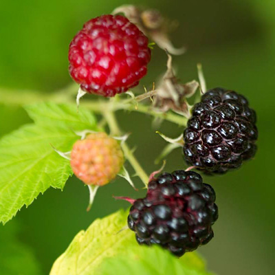 Some Raspberries attached to a branch with fresh green leaves in the background