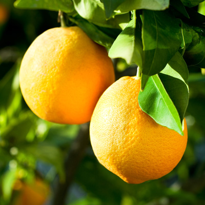 A close-up of two oranges suspended on a tree, surrounded by lush green leaves.