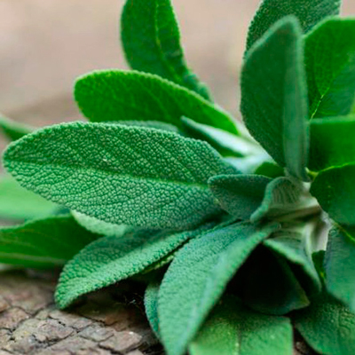 Fresh sage leaves on a wooden surface, showcasing the herb commonly used in cooking and herbal remedies.