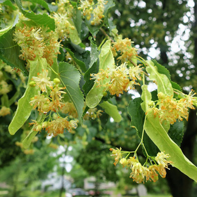 A linden tree with blooming flowers and fresh leaves