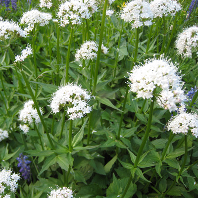  A vibrant field showcasing a bunch of white valerian flowers against a backdrop of lush greenery.