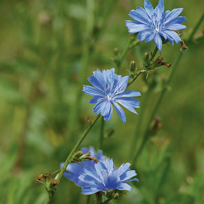 A cluster of blue chicory flowers flourishing in a sunny field.
