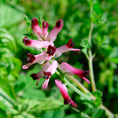 A fumitory flower with delicate pink petals, showcasing its vibrant color against a blurred green background.