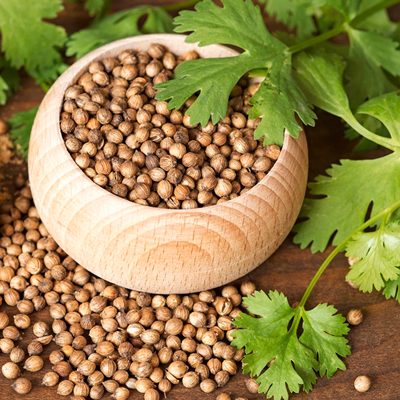 A close-up of coriander seeds mixed with bright green cilantro leaves