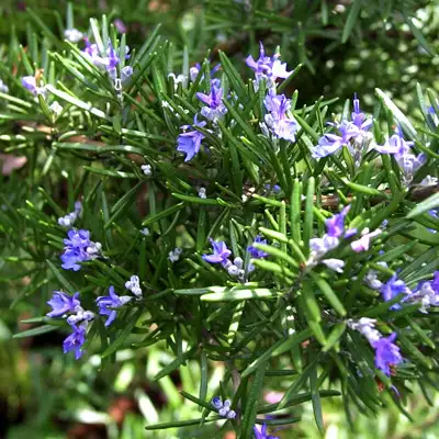 This image depicts rosemary, a fragrant herb, originally found in the eastern Mediterranean region.