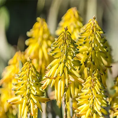 Bright yellow aloe vera flowers bloom under the sun