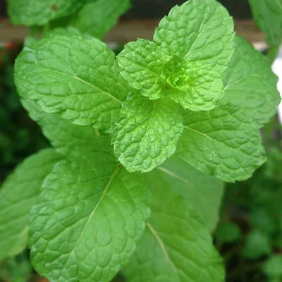 Close-up of a vibrant green mint plant, showcasing its textured leaves and rich color.