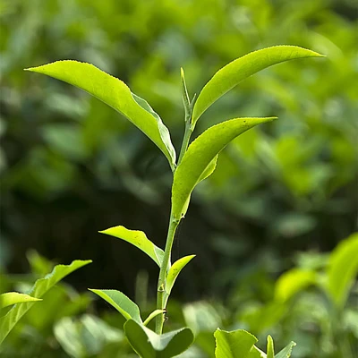 Close-up of vibrant green tea leaves, showcasing their texture and rich color against a blurred background.