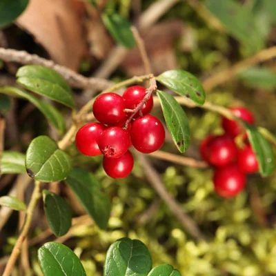 Bright red cranberries nestled among green leaves on a bush.