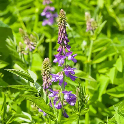  A close-up of a purple goat's rue flower, showcasing its delicate petals and vibrant color against a blurred background.