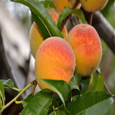 Ripe peaches hanging from a green tree branch, surrounded by lush green leaves under bright sunlight.