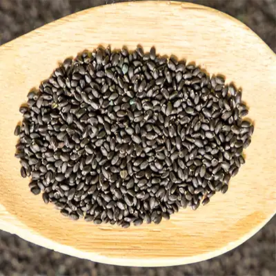 A wooden spoon filled with small purslane seeds, showcasing their round shape and earthy tones.