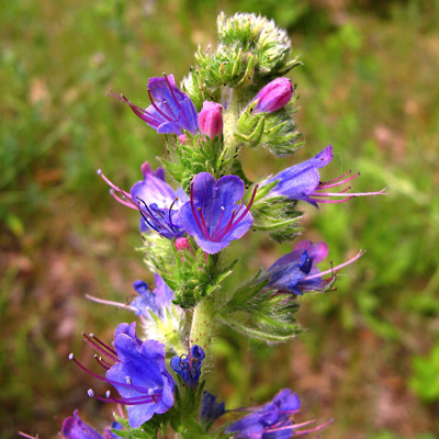 A borage plant featuring a striking purple flower and green stems