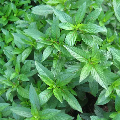 Close-up image of peppermint leaves, emphasizing their fresh appearance.