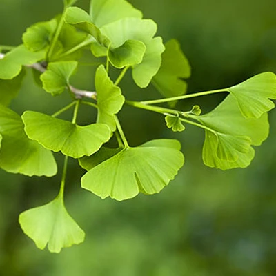 Close-up of Maidenhair leaves, showcasing their distinctive fan shape and bright green hues in natural light.