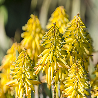 Bright yellow aloe vera flowers bloom under the sun