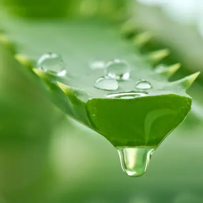 Fresh aloe vera leaves glistening with water droplets