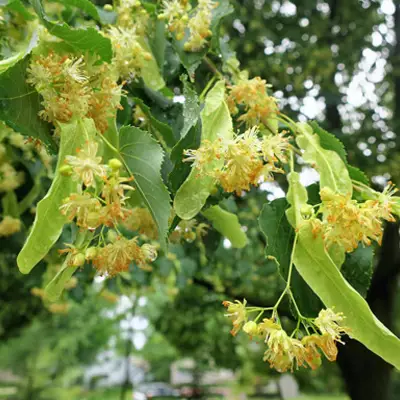 A linden tree with blooming flowers and fresh leaves