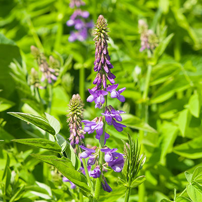  A close-up of a purple goat's rue flower, showcasing its delicate petals and vibrant color against a blurred background.