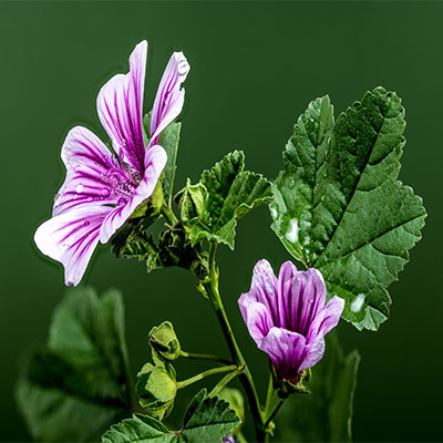 Two purple mallow flowers bloom against a vibrant green background.