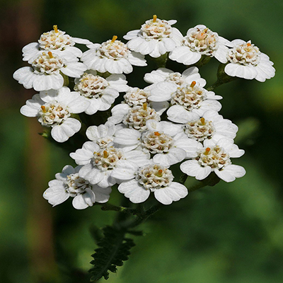 Close-up of a cluster of small white yarrow flowers with yellow centers against a blurred green background.