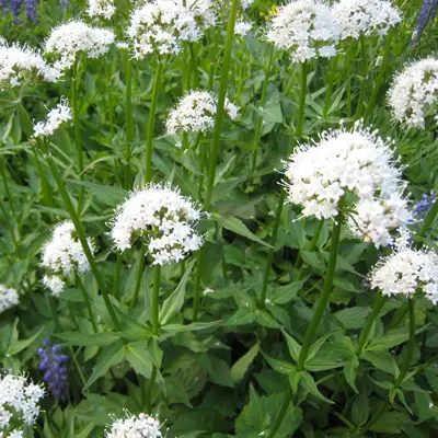  A vibrant field showcasing a bunch of white valerian flowers against a backdrop of lush greenery.