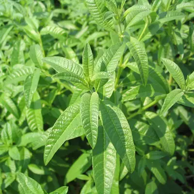 Close-up of lemon verbena plant showcasing vibrant green leaves.