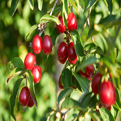 Cornelian Cherry tree with clusters of red berries, showcasing its seasonal fruit against a natural backdrop.